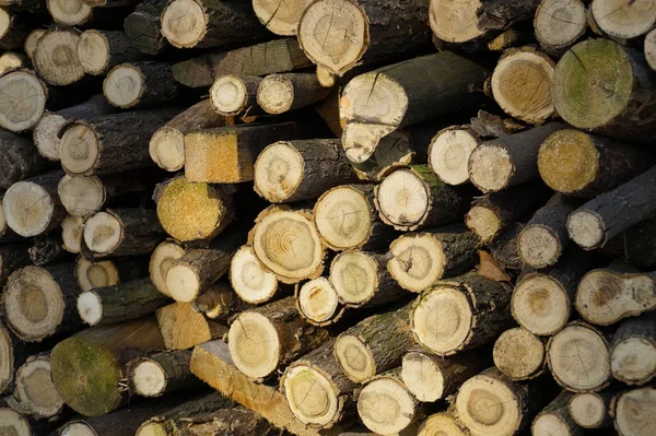 Brennholz, das vor dem Winter auf Haufen gelagert wird — Stockfoto