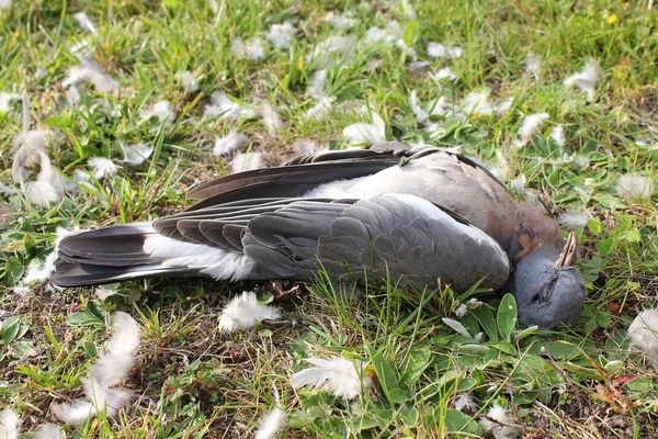 Martwe euroazjatyckich collared dove, martwy ptak, leżąc na trawie — Zdjęcie stockowe