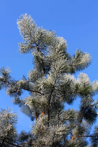 Frostad grenar och barr i en tall mot den blå himlen — Stockfoto