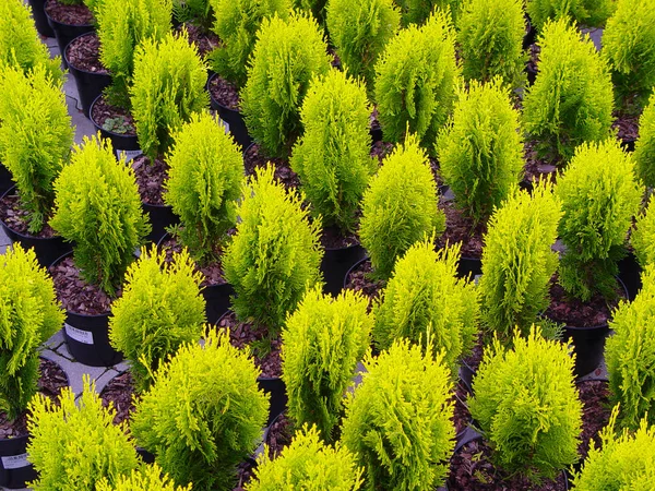 Petits thujas en pots de fleurs à vendre, magasin de jardin — Photo