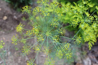 Bahçede çiçekli dereotu yakın (Anethum graveolens)