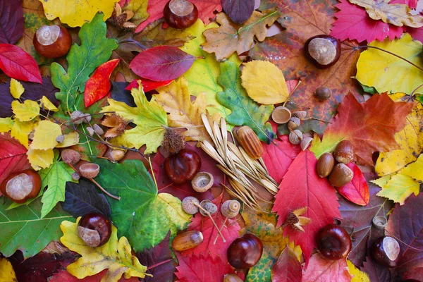 Jesienny skład dekoracyjny liści — Zdjęcie stockowe
