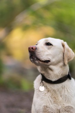 Ormanın içinde Labrador geri almak.