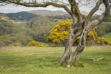 Antik ağaç çerçeveleme manzara