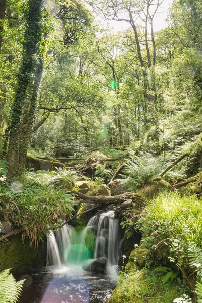 Pequeña Cascada Bosque Del Parque Nacional Dartmoor — Foto de Stock