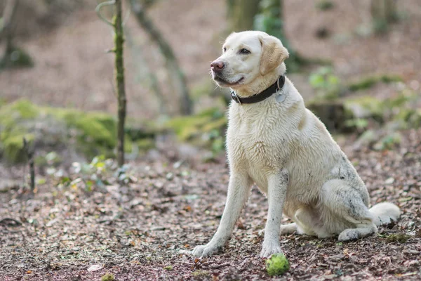 Labrador Retriever Espera Pelota Para Ser Través Paseo Por Bosque — Foto de Stock