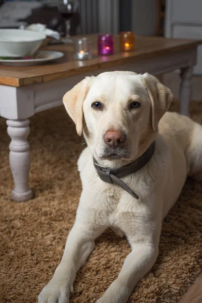 Purebred Labrador Retriever Acostado Casa — Foto de Stock