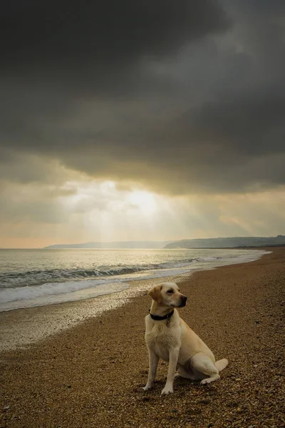 Purebred Labrador Retriever Posando Playa — Foto de Stock