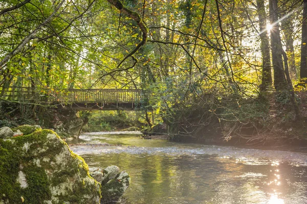 Luz Que Brilla Través Los Árboles Bosque Devon — Foto de Stock