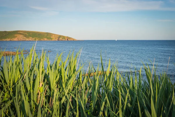 Reeds above the sea — Stock Photo, Image