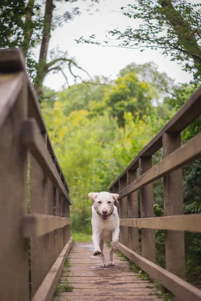 Labrador cruzando el puente — Foto de Stock