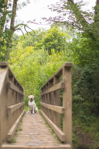 Labrador retriever en el puente — Foto de Stock