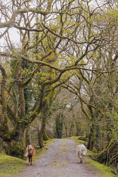 Caballos Dartmoor en el sendero — Foto de Stock