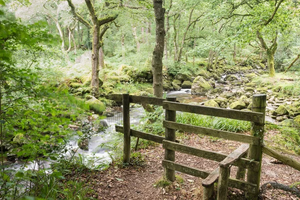 Sendero Junto Río Bosque Dartmoor — Foto de Stock