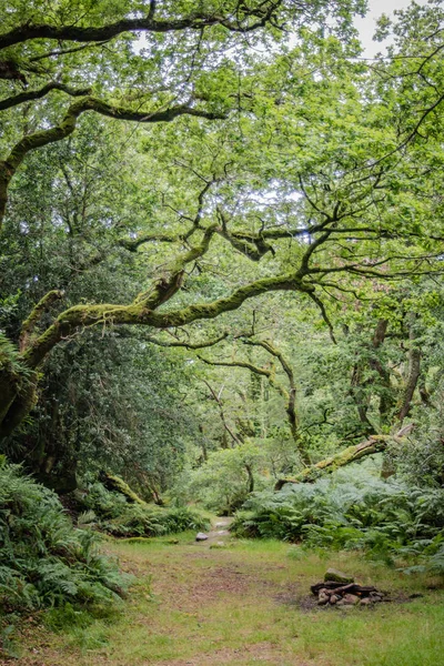 Local Acampamento Perfeito Dartmoor National Park — Fotografia de Stock