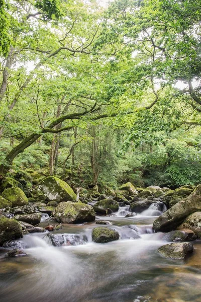 Río Serpenteante Través Del Bosque Dartmoor — Foto de Stock