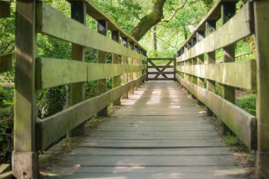 Ahşap köprü eski woodland Dartmoor Milli Parkı'nda lider. 