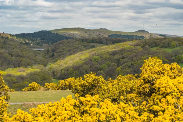 Heather de Dartmoor — Foto de Stock