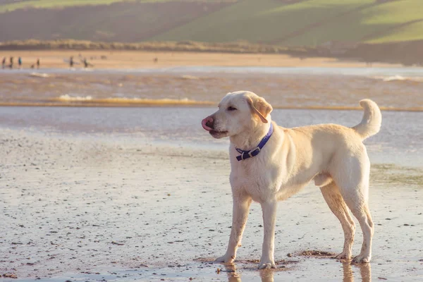Pura raza labrador retriever en la playa — Foto de Stock