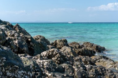 Özgün bir arka plan, eski deniz kabuklarından yapılmış deniz taşının dokusu. Turkuaz denizin arka planında