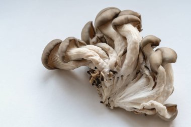 Hafif arka planda istiridye mantarları,