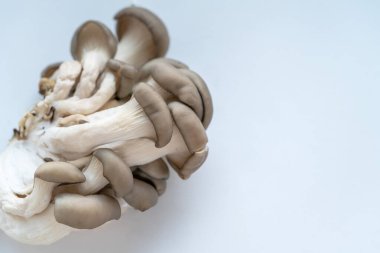 Hafif arkaplanda istiridye mantarları, boşluğu kopyala