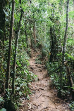 Yemyeşil tropikal yağmur ormanları yolundaki