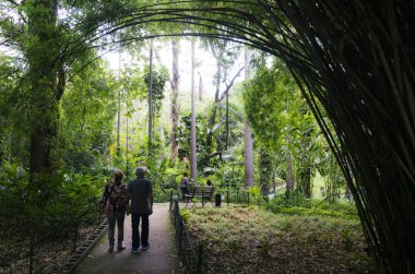Tropikal Park Brezilya bambu ağaçları arasında çift yürür