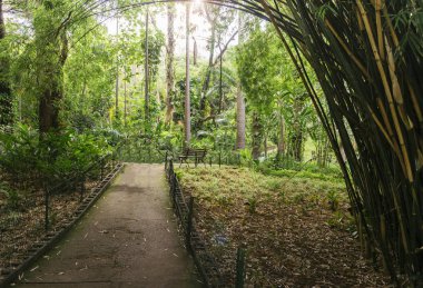 Boş bambu kaplı yolu Brezilya tropikal bir parkta