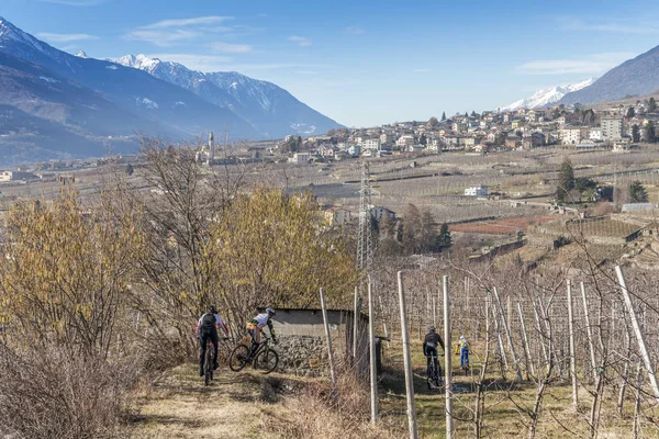 Sondrio, Italy - Jan 28, 2018: Mountain bikers among the vineyards in Sondrio, Valtellina - Italy during the winter — Stock Photo, Image