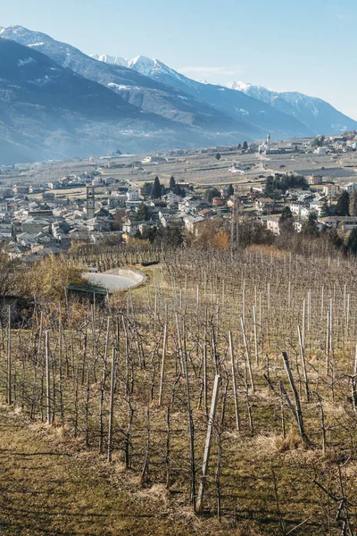 Vignobles au-dessus de Sondrio une ville italienne et une commune située au cœur de la région viticole de Valtellina - Population 20,000 — Photo