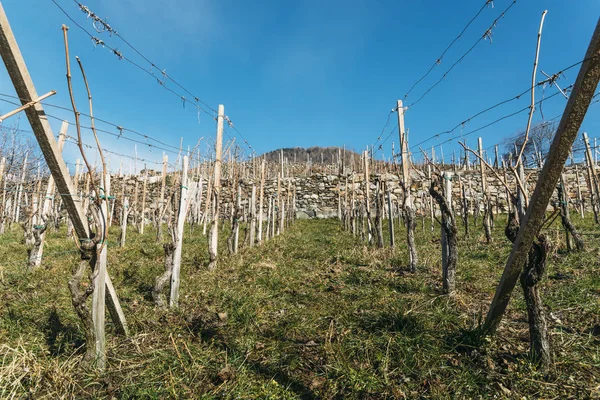 Pusty winnic w dolinie Valtellina winorośli w regionie Lombardia, Włochy zimą — Zdjęcie stockowe