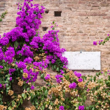 Mor açelya bitki duvar cephesinde Siena, Toskana, İtalya'da inşaat