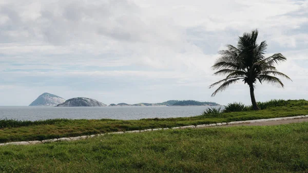 A nézet egy pálmafa, egy kék ég és az óceán, a háttérben a egy strandon, Rio de Janeiro, Brazília — Stock Fotó