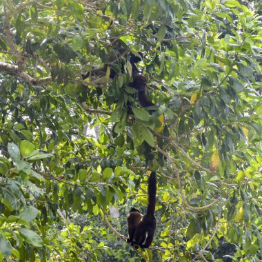 Alt familya Cebinae Yeni Dünya maymunları Capuchin maymunlar vardır