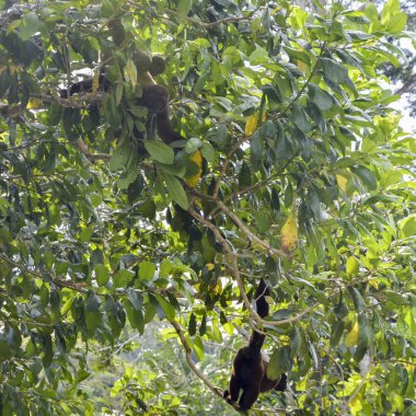 Alt familya Cebinae Yeni Dünya maymunları Capuchin maymunlar vardır