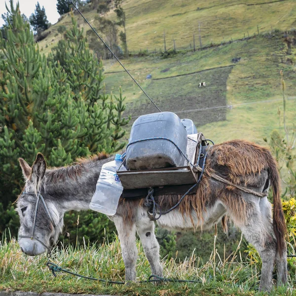 Donkey carrying water and supplies Chimborazo, in rural Ecuador