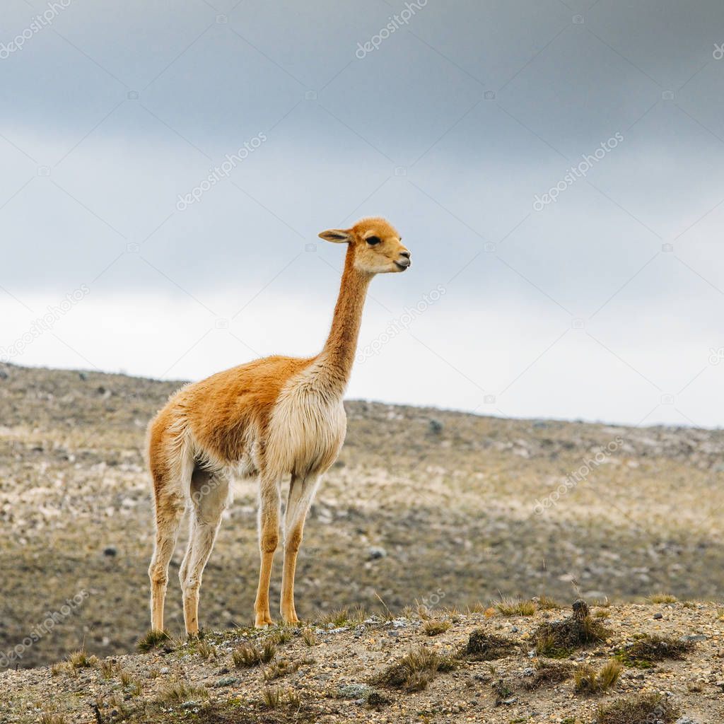 Llama is a domesticated South American camelid, widely used as a meat and pack animal by Andean cultures since the Pre-Columbian era