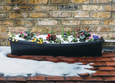 Londra, İngiltere'de Doğu Hava fenomen evcil hayvan da bilinen 2018 geç kış aylarında yakalanan bahar için bekleyen Bahçe Hercai Menekşe karda, yakın çekim