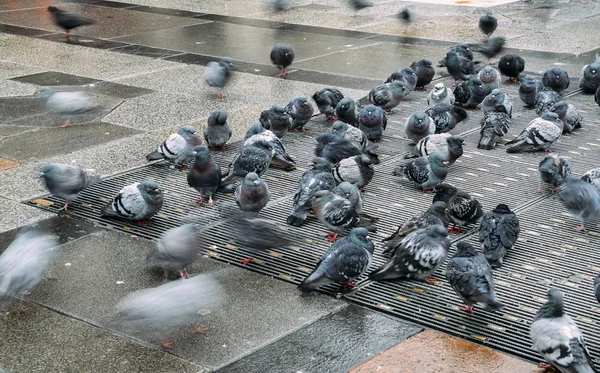 Pombos à espera de alimentação na rua na Piazza del Duomo, Milão, Lombardia Itália durante o frio — Fotografia de Stock