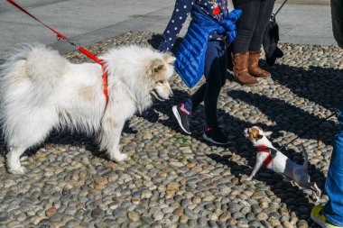 Chiwawa ve Samoyed köpekler birbirlerine havlayan sokak