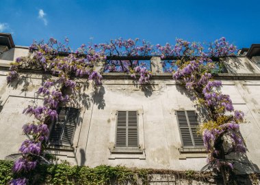 Çiçekli Wisteria bitkiler ev duvar arka plan üzerinde. Çin Wisteria, olarak da bilinen baklagiller Wisteria sinensis, çiçeklerle doğal ev dekorasyon.