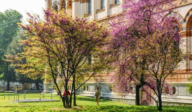Hamile kadın bir pembe çiçek açması ağacının yanındaki bir resim için poz veriyor