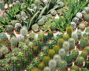 Tencerede çok kaktüs vardır Sırala satırını tabloda, kaktüs, Mammillaria kaktüs, etli Pembe çiçek.