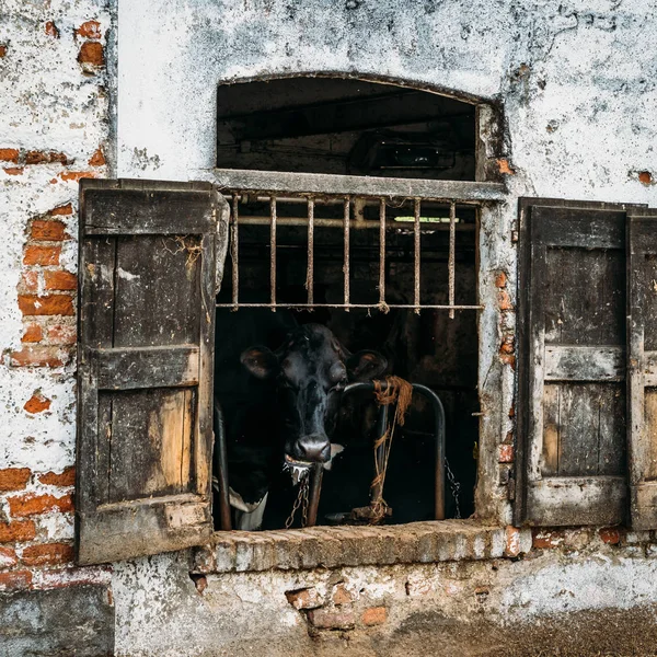 Vacas lecheras enjauladas a través de persianas rústicas en un cobertizo de vacas en ruinas en la región rural Lombardía de Italia —  Fotos de Stock