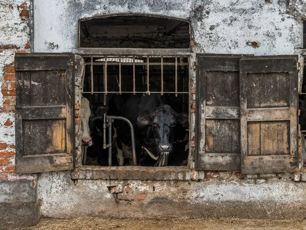 Vacas lecheras enjauladas a través de persianas rústicas en un cobertizo de vacas en ruinas en la región rural Lombardía de Italia —  Fotos de Stock
