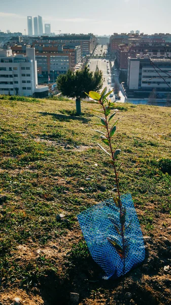 Piccolo albero piantato su una collina che domina Madrid, Spagna in una giornata di sole — Foto Stock