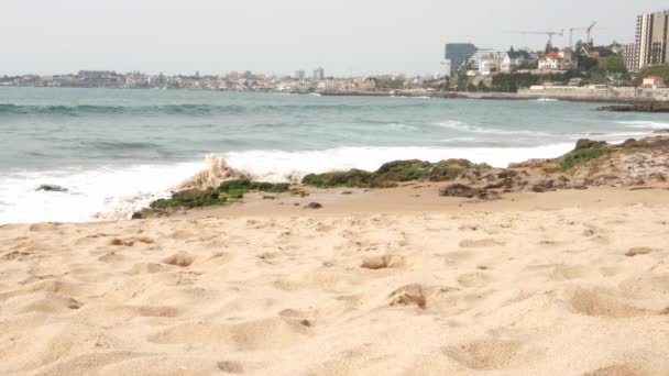 Pombo Caminhando Praia Junto Oceano Atlântico Cascais Portugal — Vídeo de Stock