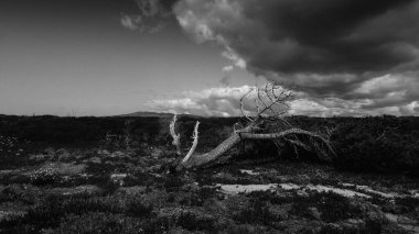 Kırsal kesimde tehditkar bulutları olan kırık bir ağaç. Tek renkli güzel sanatlar kitabı kapağı tarzı.
