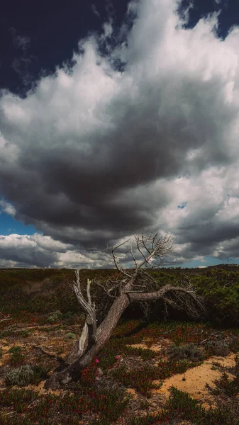 Gebroken Boom Met Dreigende Wolken Het Platteland Beeldende Kunst Boek — Stockfoto